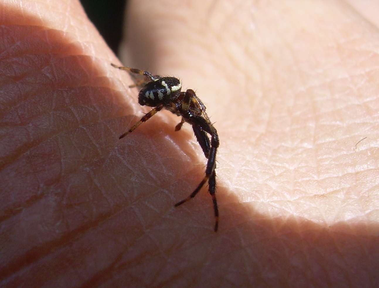 Synema globosum